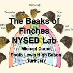 Beaks of finches lab answers