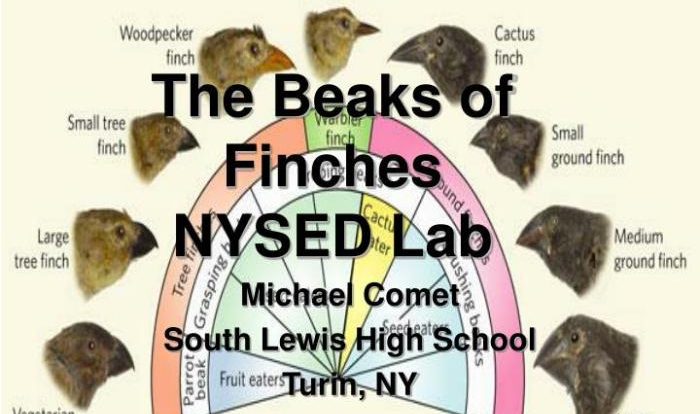 Beaks of finches lab answers