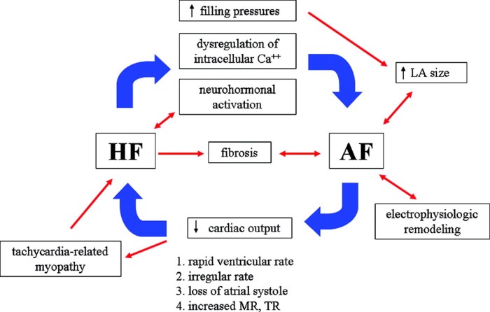 Hesi case studies heart failure with atrial fibrillation