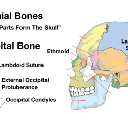 Anterior skull skeleton axial paranasal ppt powerpoint presentation